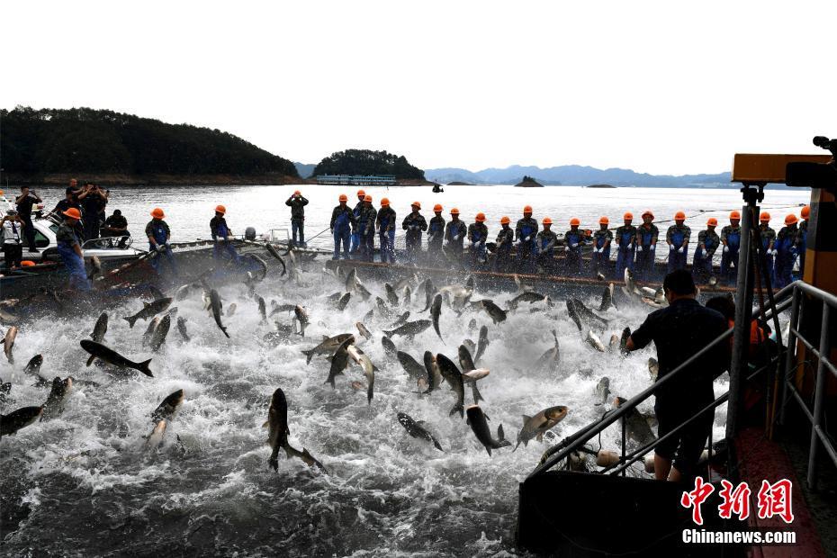 浙江千島湖再現“巨網捕魚” 萬魚起躍堪稱盛景