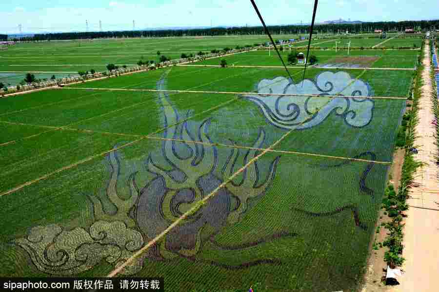 沈陽(yáng)巨幅3D稻田畫(huà)進(jìn)入觀賞期 “龍圖騰”“天女散花”震撼亮相