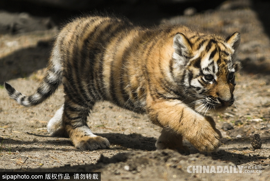 俄羅斯動物園里的西伯利亞虎幼崽 小家伙虎頭虎腦超呆萌