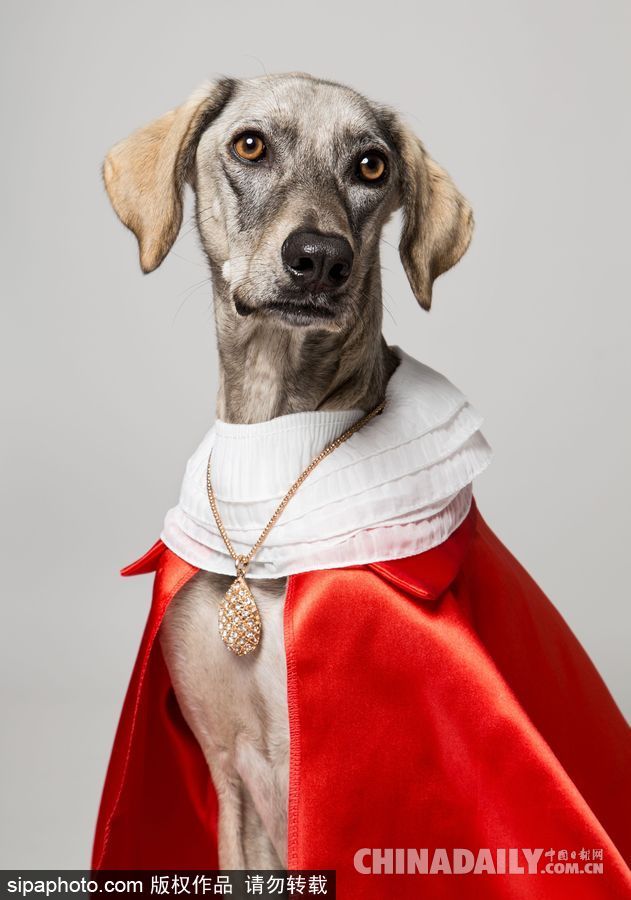 網紅范十足 盤點動物界選手“人模人樣”