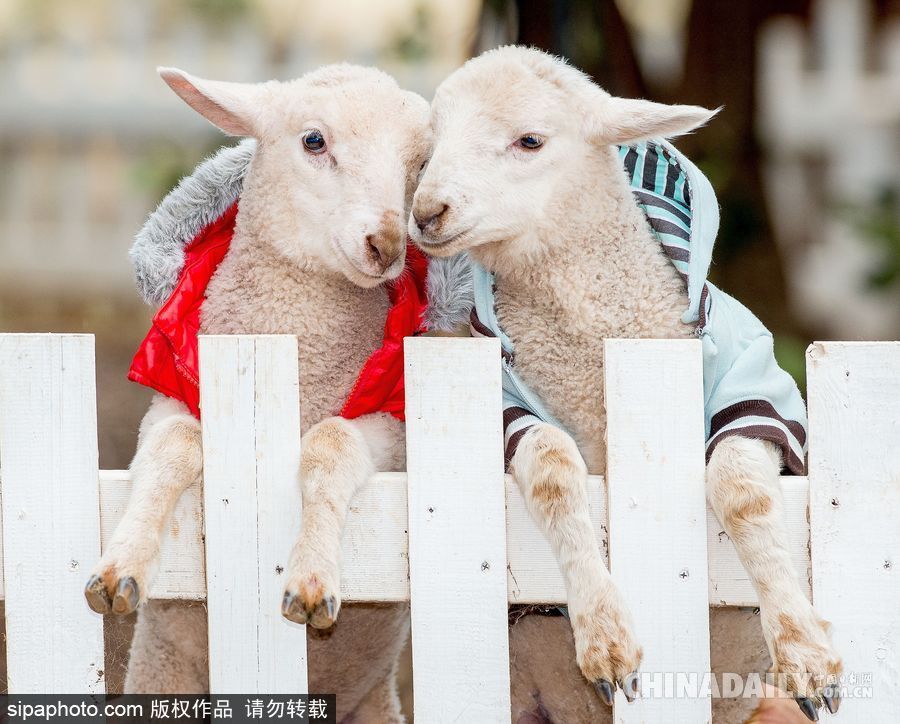 網(wǎng)紅范十足 盤點動物界選手“人模人樣”