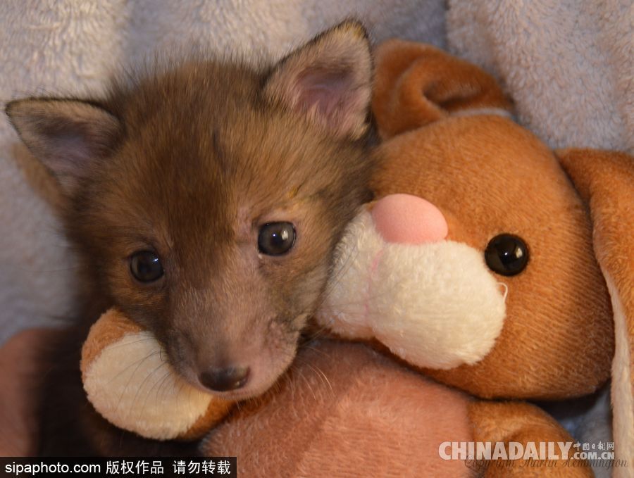 網紅范十足 盤點動物界選手“人模人樣”