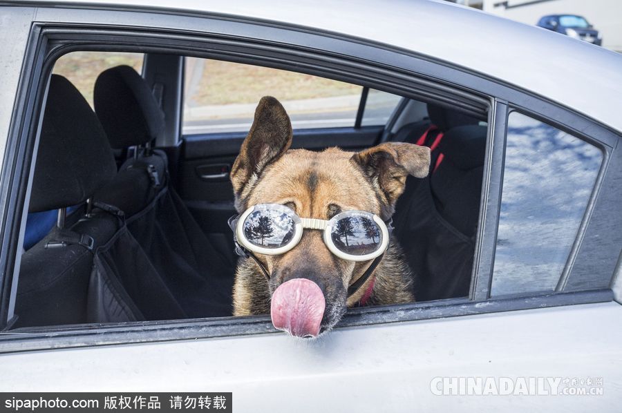 網紅范十足 盤點動物界選手“人模人樣”