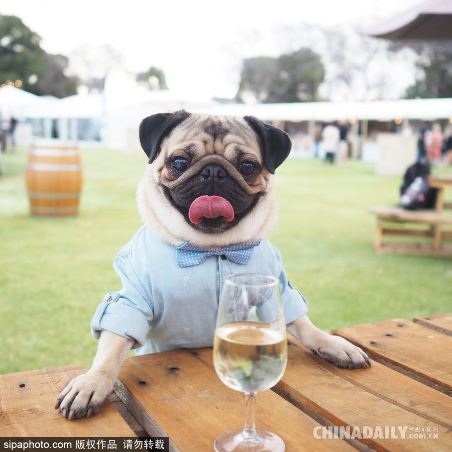 網(wǎng)紅范十足 盤點動物界選手“人模人樣”