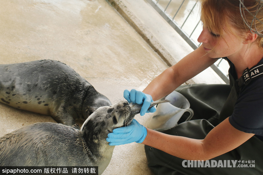 楚楚可憐小眼神 德國(guó)海豹“孤兒”將被放歸海洋