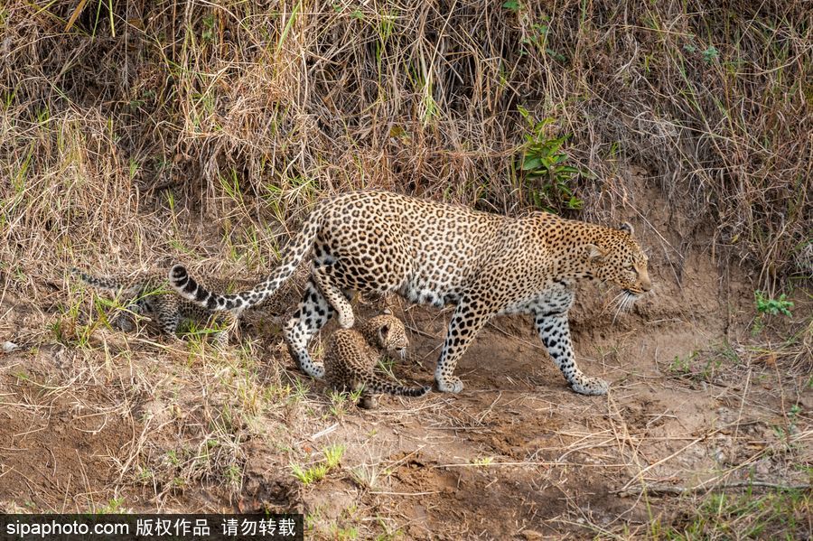 肯尼亞：小豹子與媽媽外出散步呆萌可愛(ài)