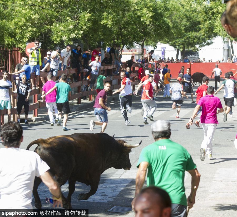 西班牙托雷洪市舉行奔牛節活動 眾壯漢遭公牛追逐落荒而逃
