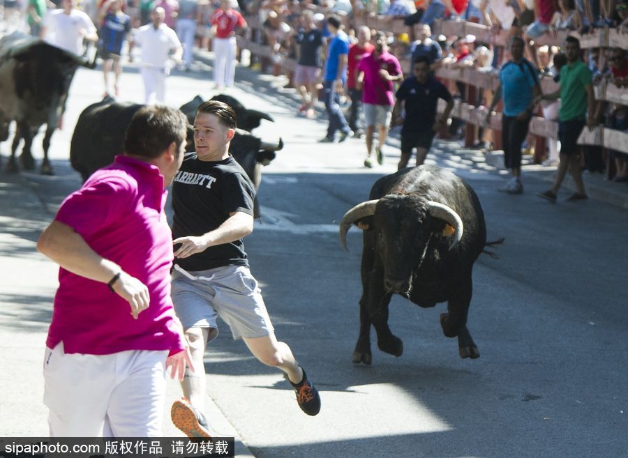 西班牙托雷洪市舉行奔牛節活動 眾壯漢遭公牛追逐落荒而逃