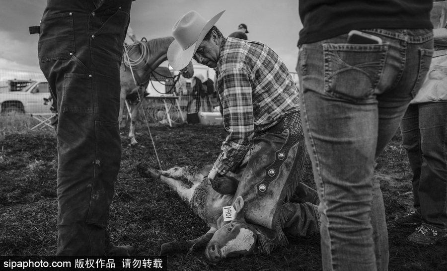 走進牛仔之鄉(xiāng)加拿大亞伯達 喚醒你心底沉睡的野馬