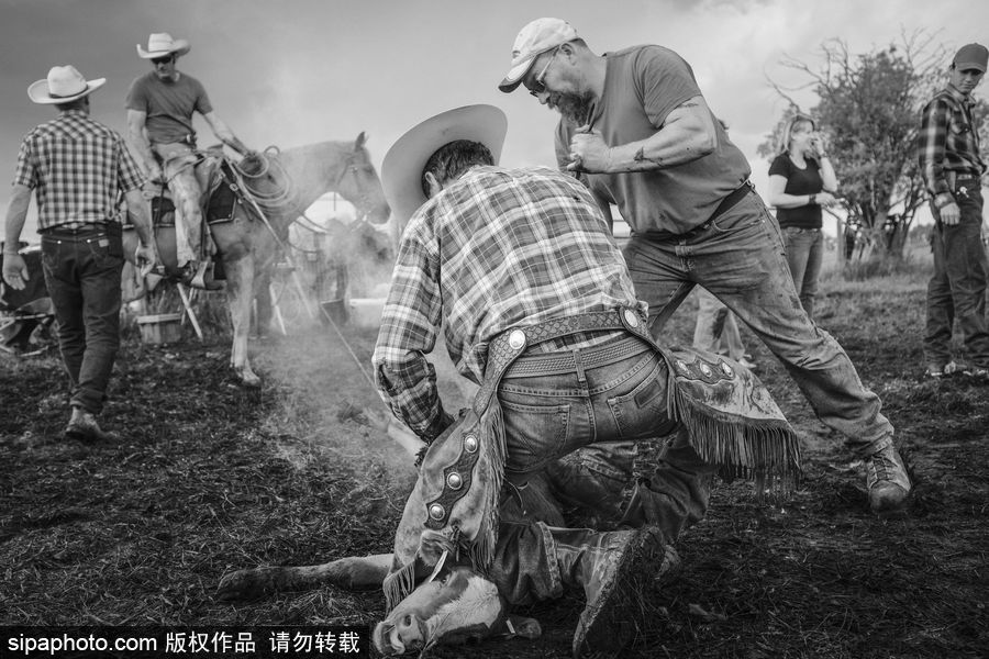 走進(jìn)牛仔之鄉(xiāng)加拿大亞伯達(dá) 喚醒你心底沉睡的野馬