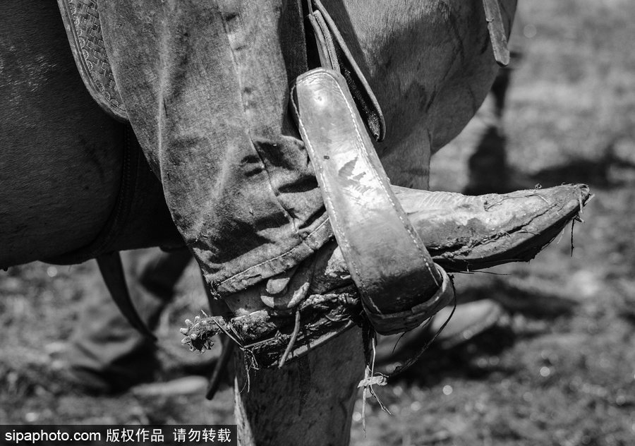 走進牛仔之鄉加拿大亞伯達 喚醒你心底沉睡的野馬