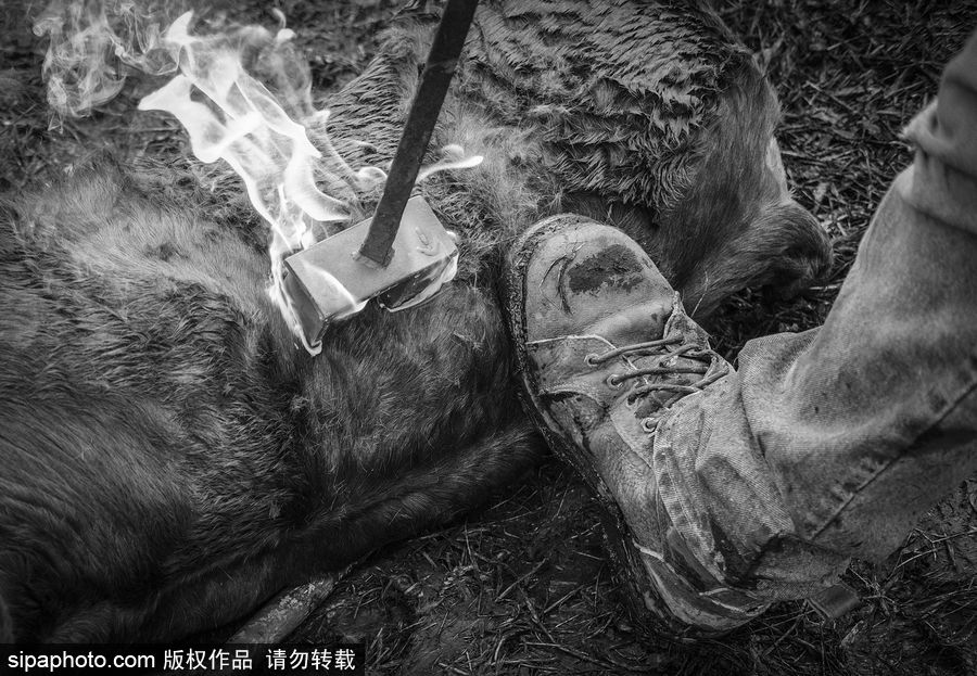 走進牛仔之鄉加拿大亞伯達 喚醒你心底沉睡的野馬