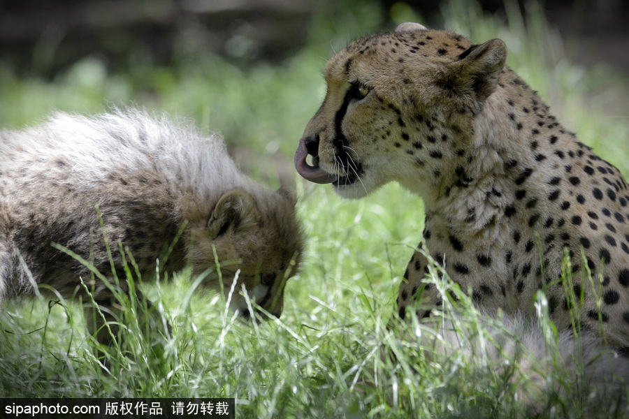 捷克動物園內小獵豹首次隨媽媽外出 軟萌可愛
