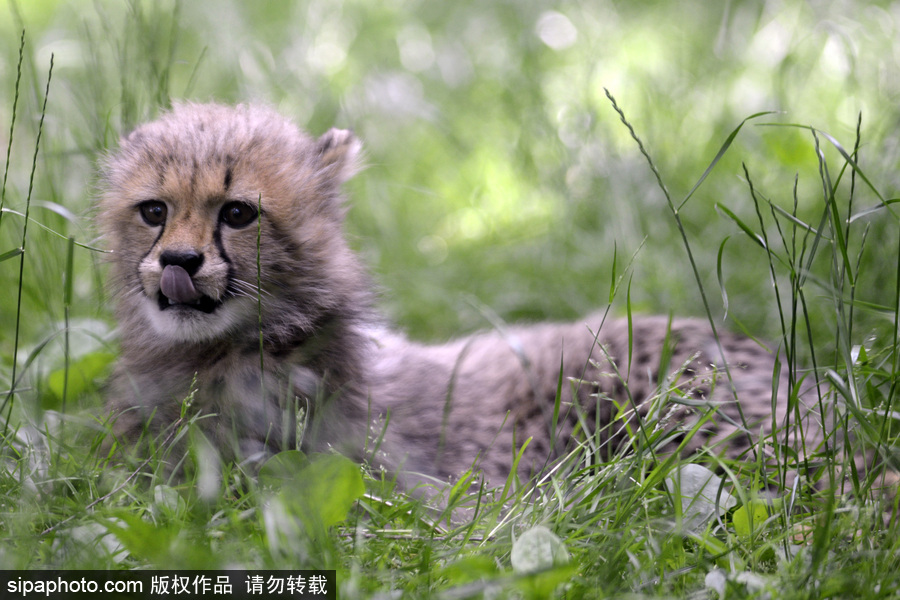 捷克動物園內(nèi)小獵豹首次隨媽媽外出 軟萌可愛
