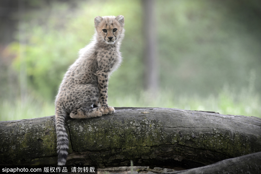 捷克動(dòng)物園內(nèi)小獵豹首次隨媽媽外出 軟萌可愛