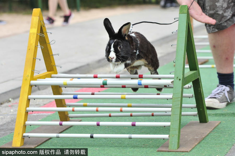 萌殺你的兔子！看德國“Kaninhop兔子障礙賽”上的運動健兒們