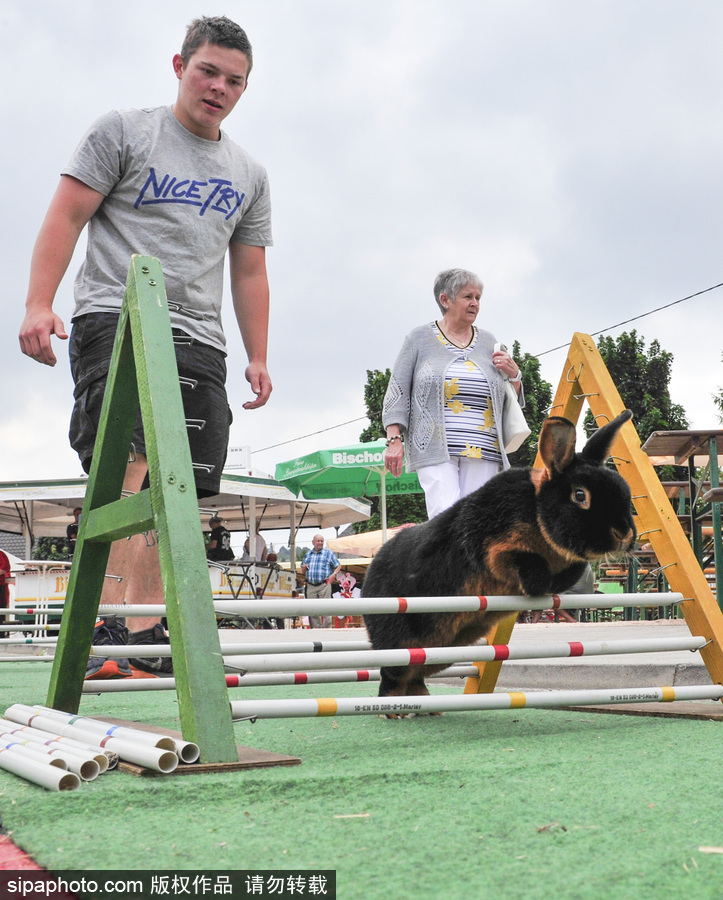 萌殺你的兔子！看德國“Kaninhop兔子障礙賽”上的運動健兒們