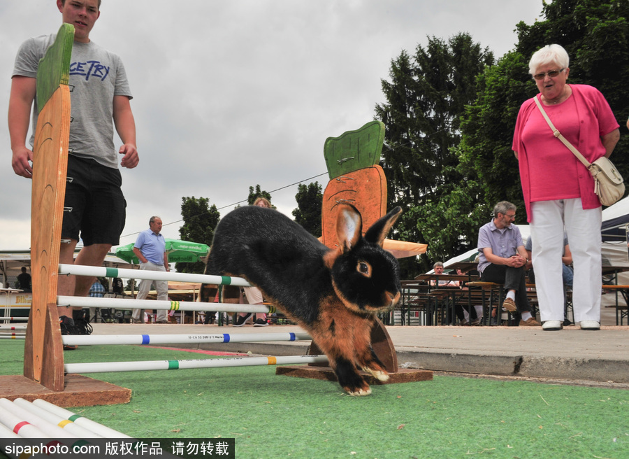 萌殺你的兔子！看德國“Kaninhop兔子障礙賽”上的運動健兒們