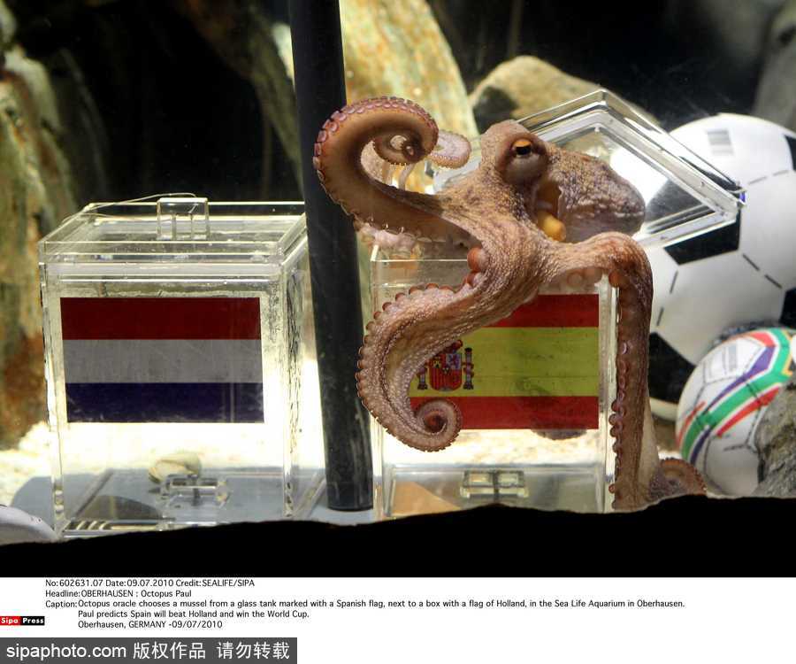 原來神奇的動物在這里！盤點動物界玩轉體育的異能高手