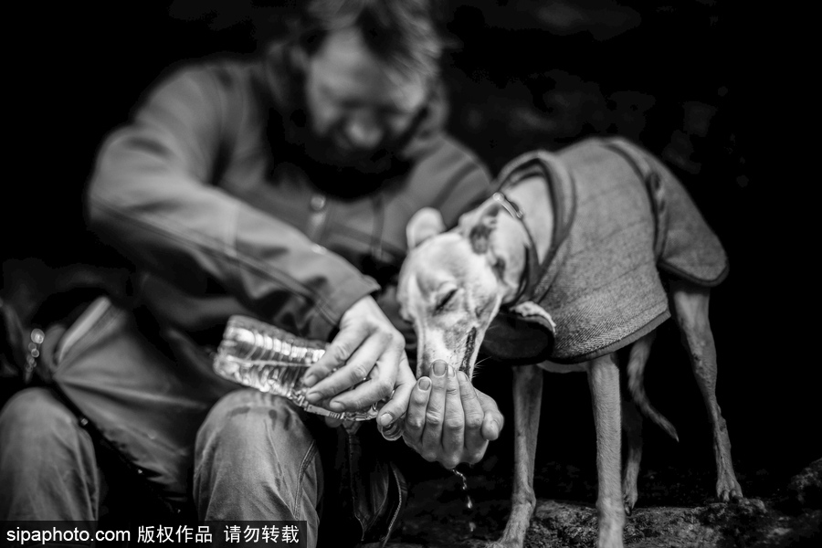 人類最好的朋友 英國年度狗狗攝影師獲獎作品