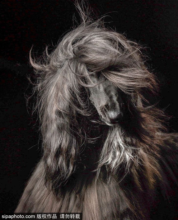 人類最好的朋友 英國年度狗狗攝影師獲獎作品