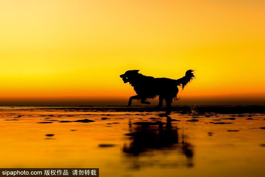 人類最好的朋友 英國(guó)年度狗狗攝影師獲獎(jiǎng)作品