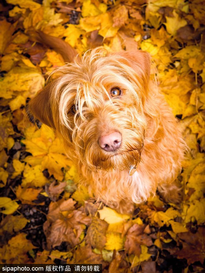 人類(lèi)最好的朋友 英國(guó)年度狗狗攝影師獲獎(jiǎng)作品