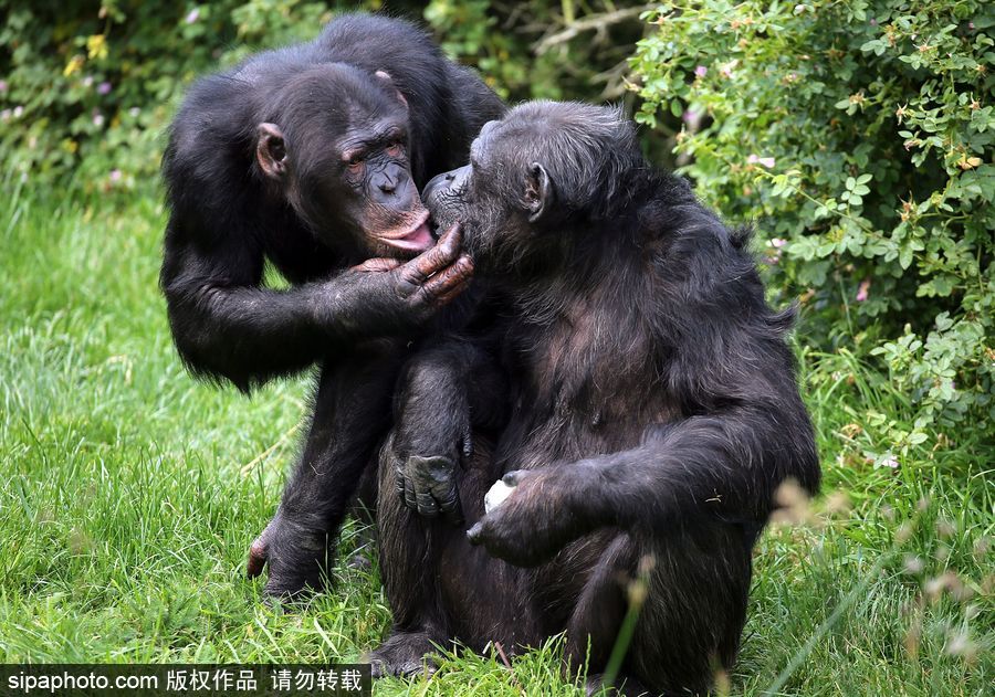 英國(guó)高溫 黑猩猩享用冰塊食物逗趣十足