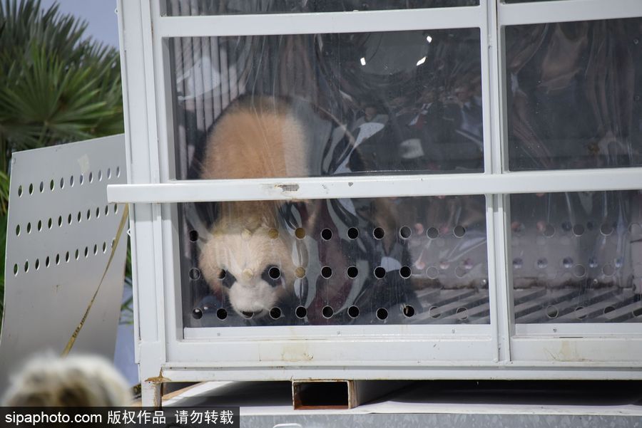 中國(guó)大熊貓“夢(mèng)夢(mèng)”“嬌慶”抵達(dá)德國(guó)柏林 時(shí)隔五年德民眾再迎大熊貓