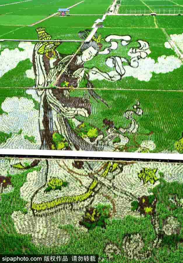 沈陽：稻田畫迎來最佳觀賞期 色彩艷麗震撼壯觀美翻了