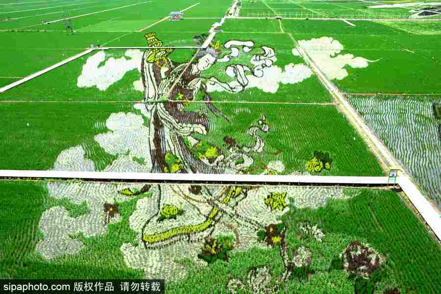 沈陽(yáng)：稻田畫迎來最佳觀賞期 色彩艷麗震撼壯觀美翻了