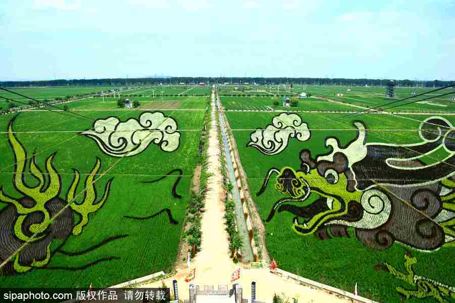 沈陽(yáng)：稻田畫(huà)迎來(lái)最佳觀賞期 色彩艷麗震撼壯觀美翻了