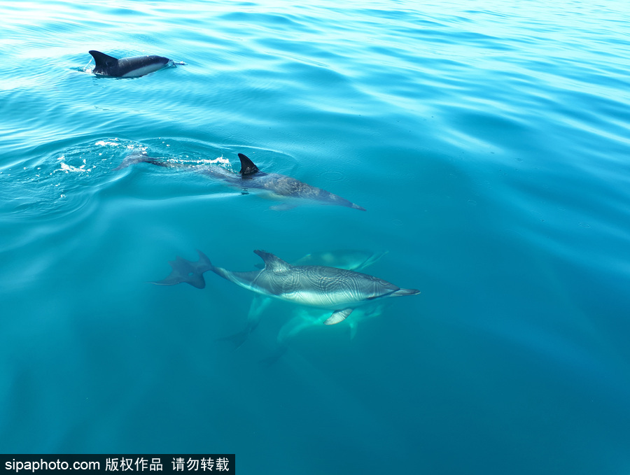 藍到“發光” 海豚外表竟擁有“藝術線條”神奇絕美