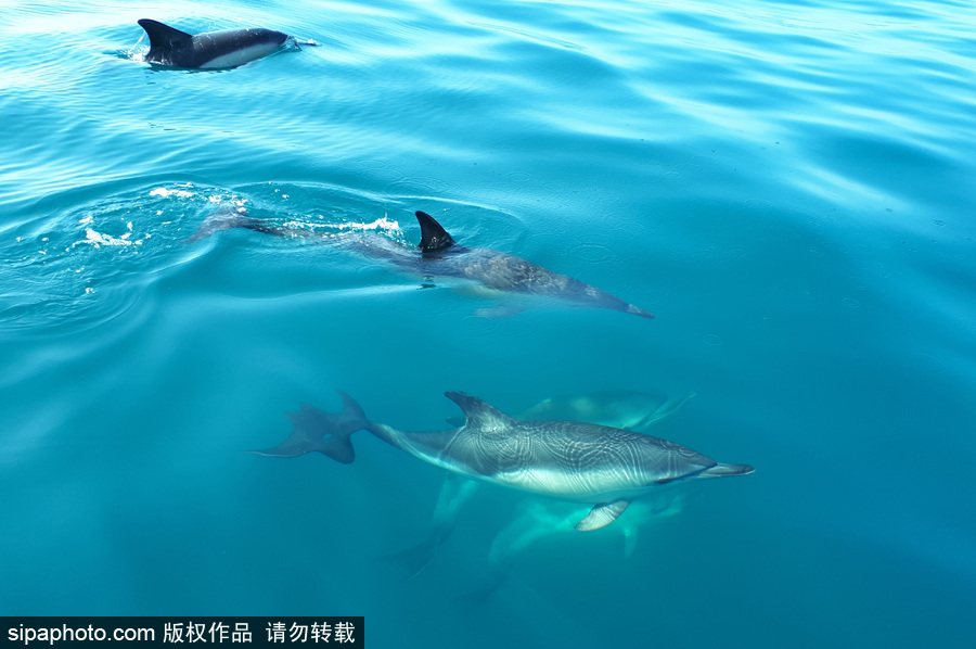 藍到“發光” 海豚外表竟擁有“藝術線條”神奇絕美