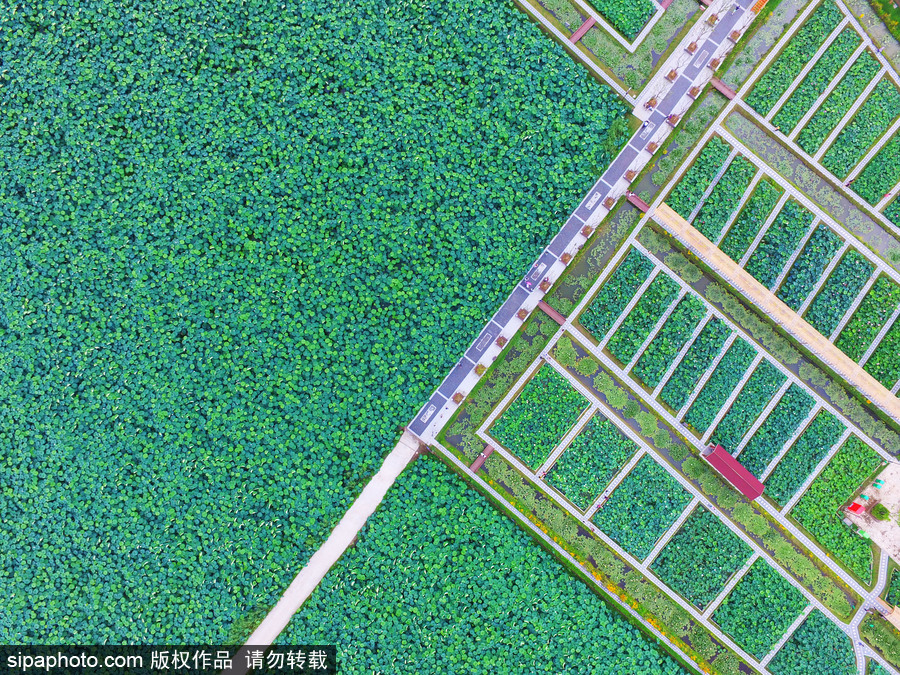 南京萬(wàn)畝荷塘碧葉連天 航拍清新綠“蓮海”蔚為壯觀