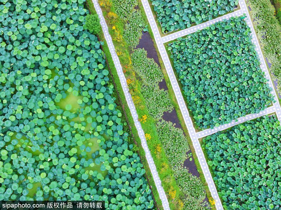 南京萬(wàn)畝荷塘碧葉連天 航拍清新綠“蓮海”蔚為壯觀