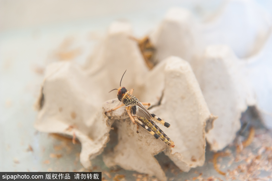 意大利舉辦蝴蝶展 完美詮釋蝴蝶發育四個階段