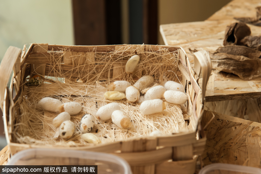 意大利舉辦蝴蝶展 完美詮釋蝴蝶發(fā)育四個階段