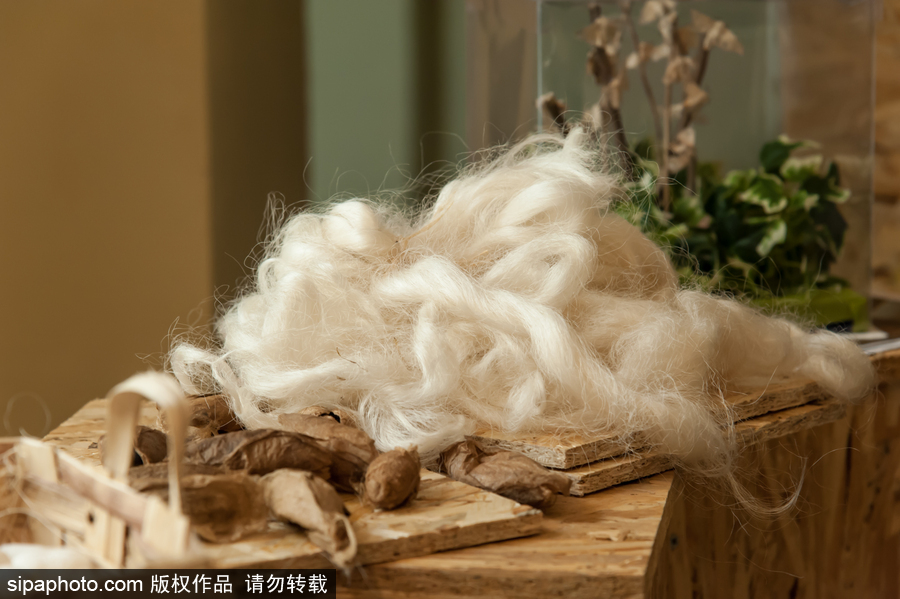 意大利舉辦蝴蝶展 完美詮釋蝴蝶發育四個階段