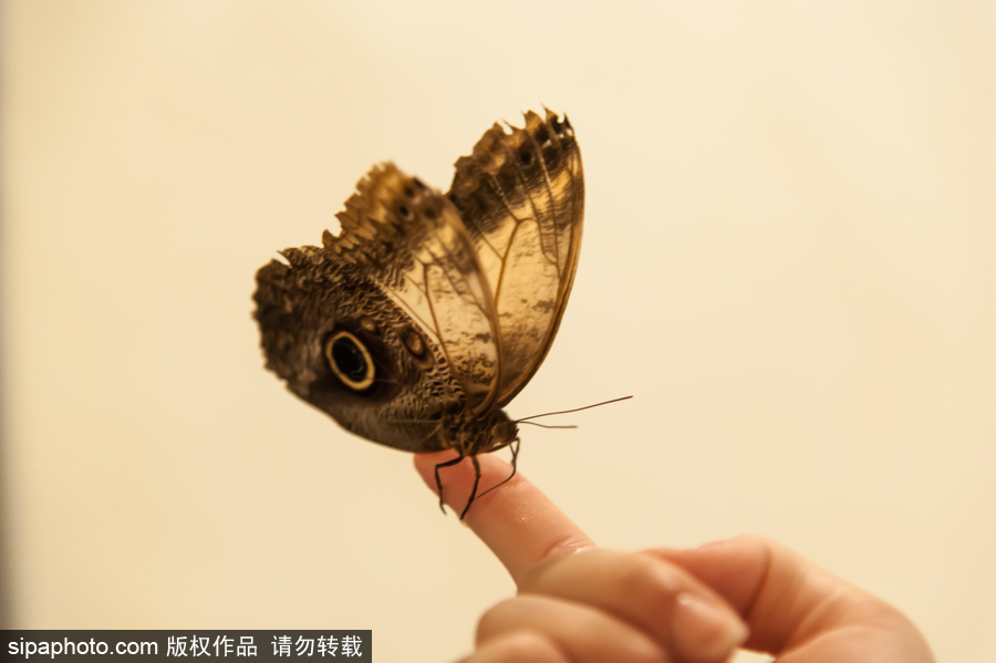 意大利舉辦蝴蝶展 完美詮釋蝴蝶發育四個階段