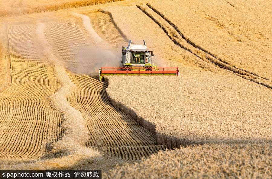 真正的金色麥浪 法國勃艮第小麥收獲季