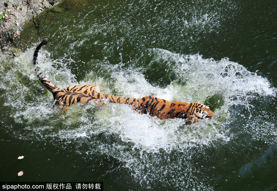 動物也瘋狂！炎炎夏日動物解暑降溫也賣萌