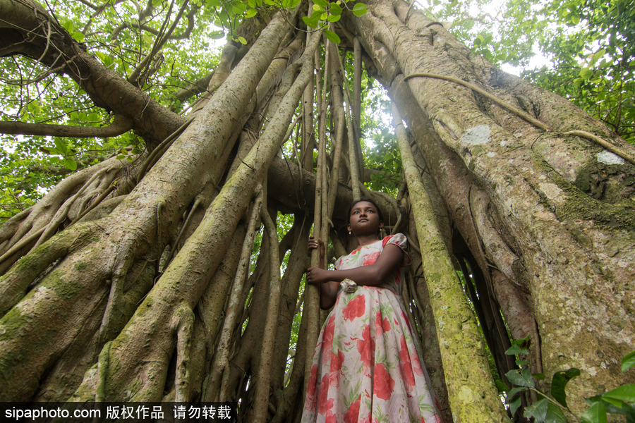 孟加拉500歲“樹怪”根部似森林 現獨木成林景觀