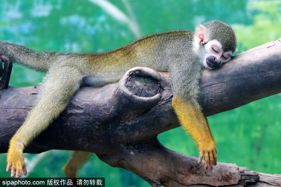 鄭州：動物避暑各出奇招 啃冰泡澡吃瓜無所不能