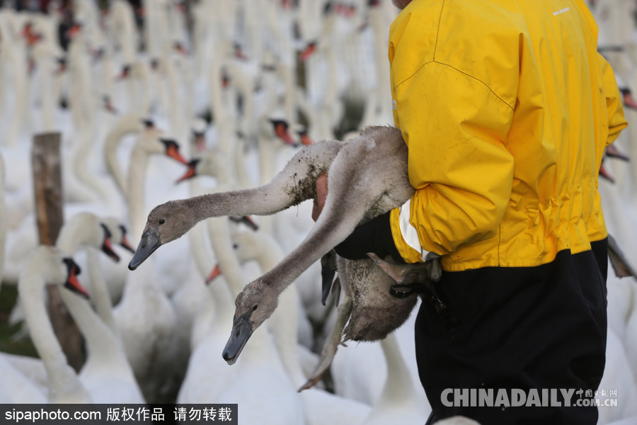 英國：白天鵝大“派對” 匯聚飼養(yǎng)場場面十分壯觀