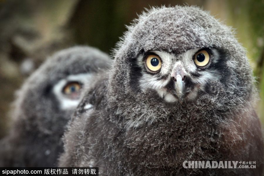 捷克：自帶“霸氣”的小雪鸮 眼神犀利呆萌可愛(ài)