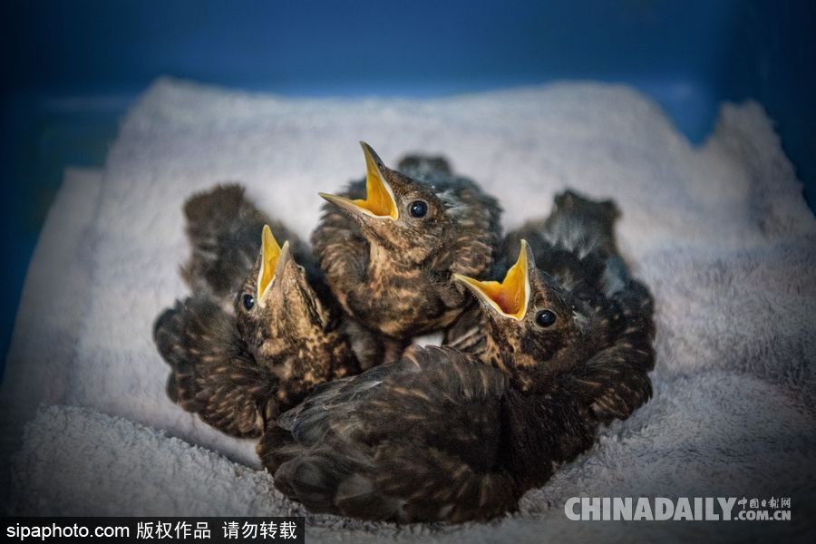 荷蘭：受動物保護(hù)者照顧的“孤兒”小鳥 嗷嗷待哺萌態(tài)十足