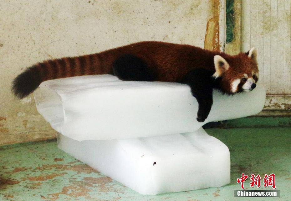 武漢持續(xù)晴熱高溫 動物避暑萌態(tài)盡顯