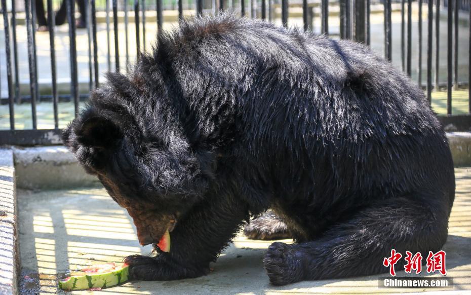 武漢持續(xù)晴熱高溫 動物避暑萌態(tài)盡顯