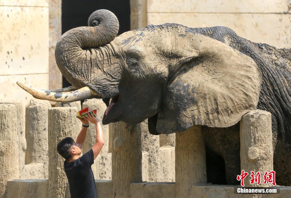 武漢持續(xù)晴熱高溫 動物避暑萌態(tài)盡顯